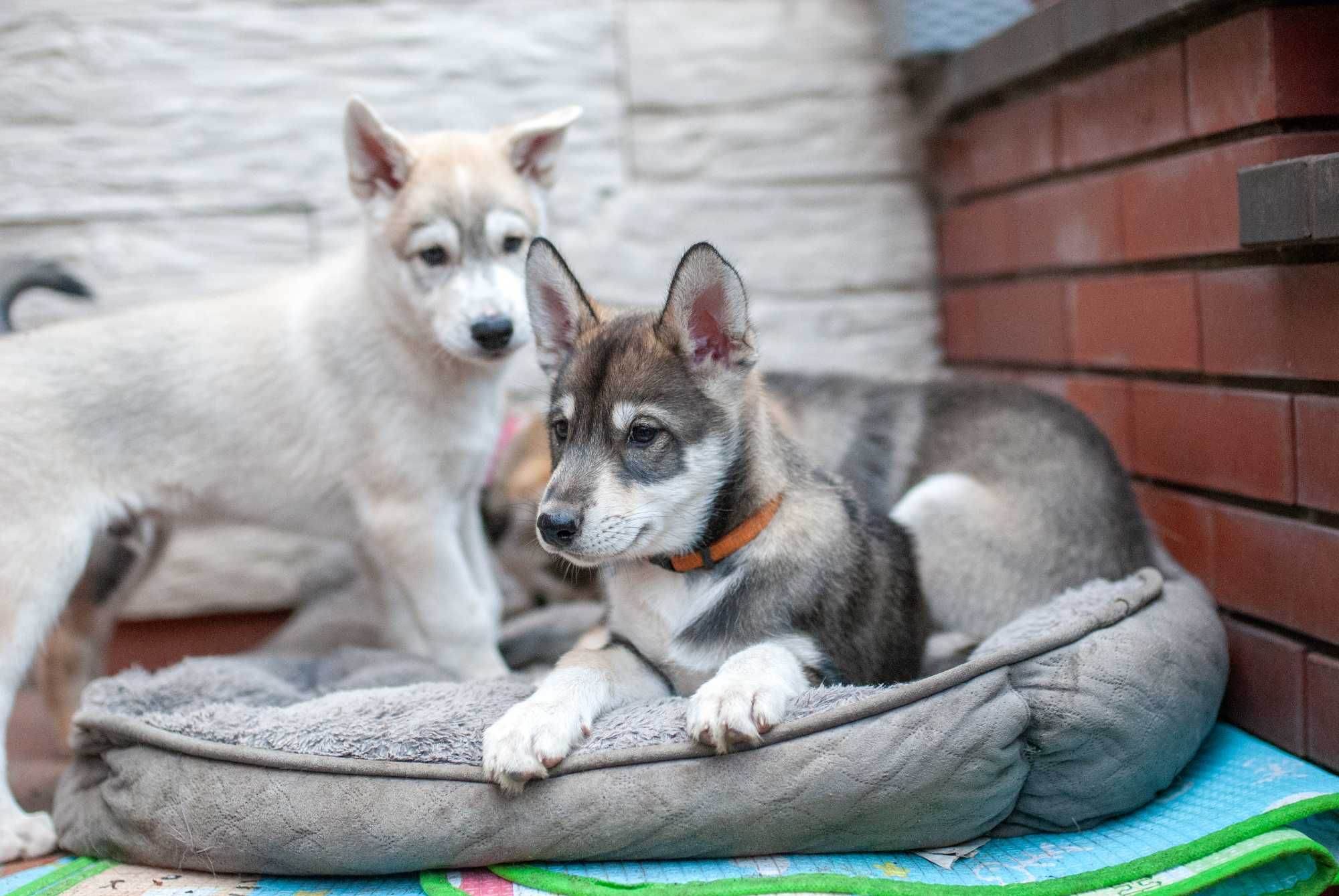 Szczeniak samiec SIBERIAN HUSKY aguti linia użytkowa ZKwP FCI