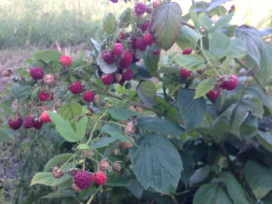 Еже-малина ежевика и др