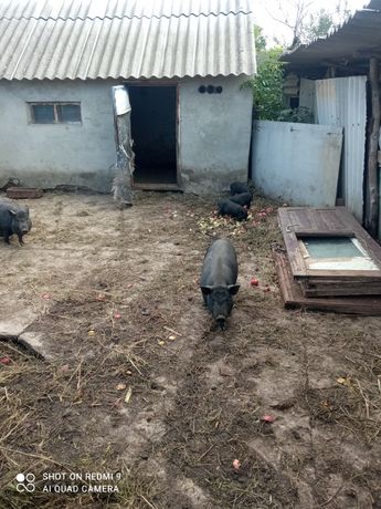 Продам вьетнамских свиней