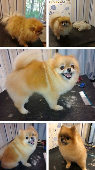 Груминг, стрижка собак