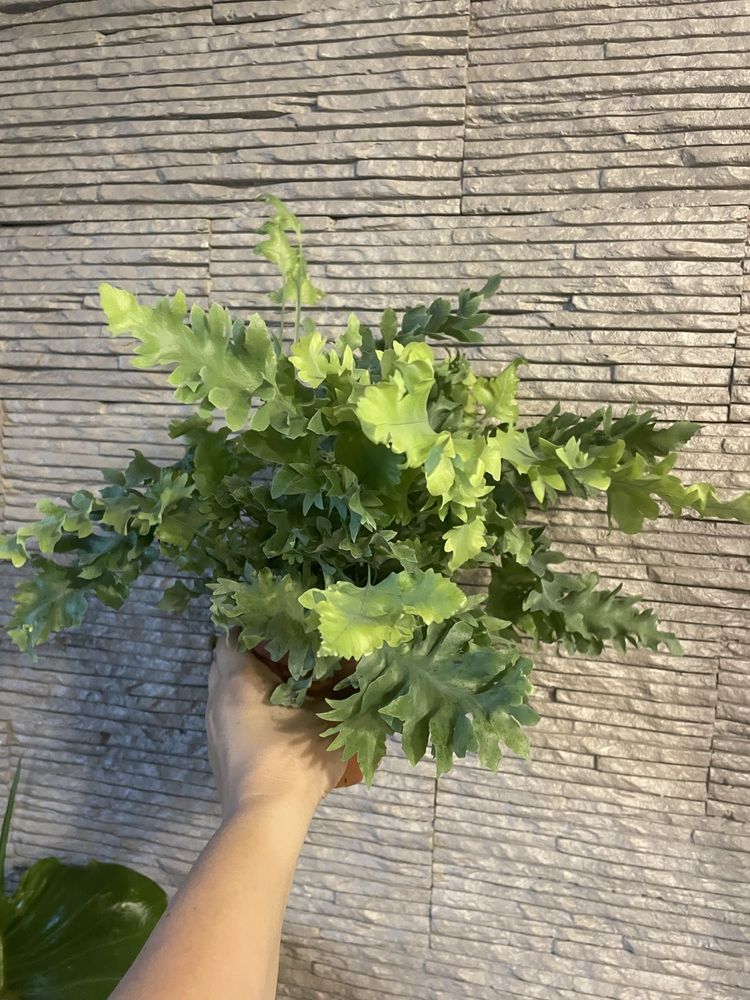 Флебодіум Davana