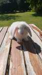 Sprzedam króliczki Mini Lop