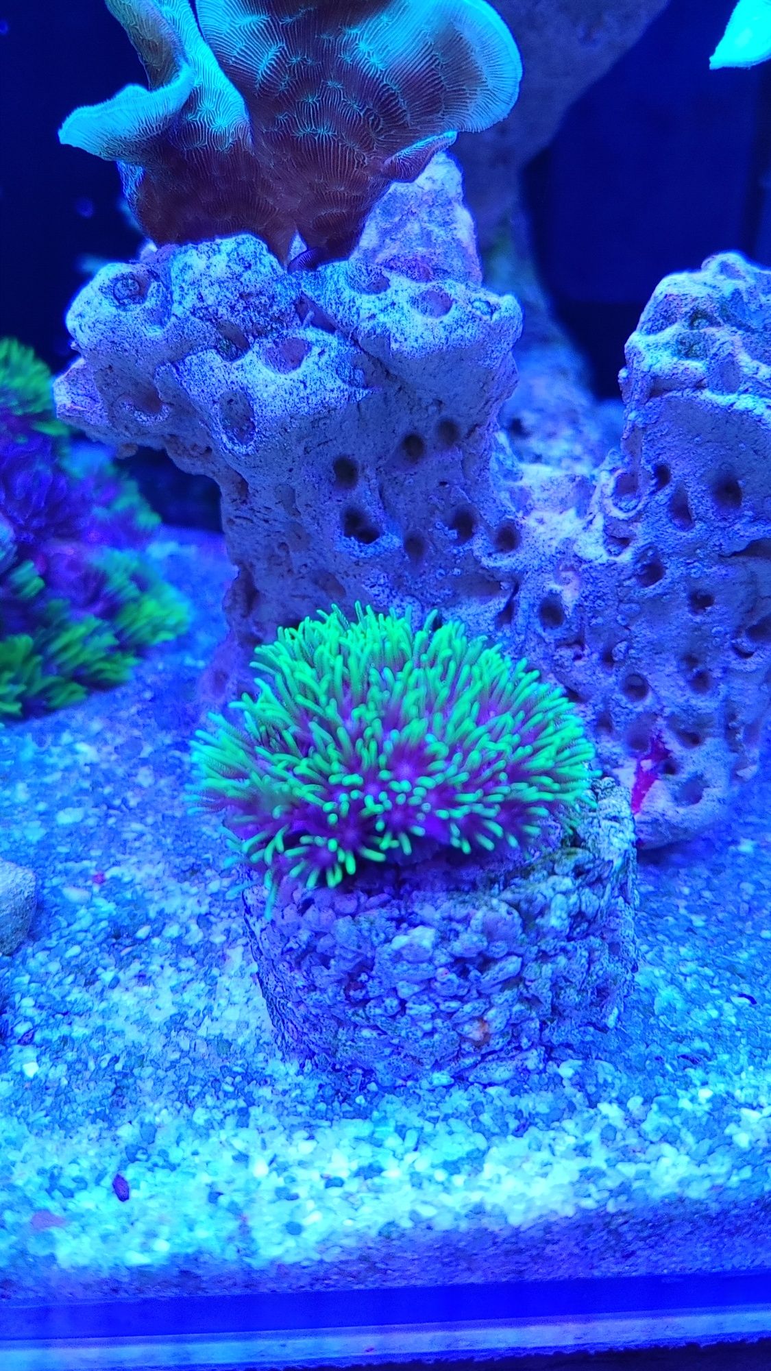 Briareum ultra fluo