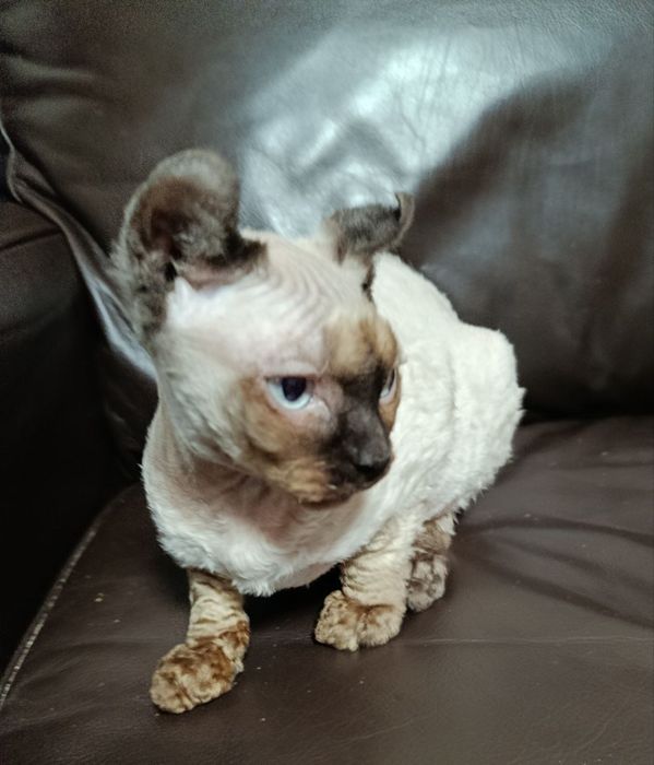 Шикарная девочка эльфийка.