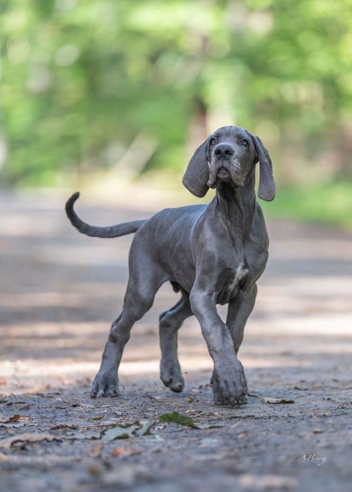 Dog niemiecki błękitny FCI