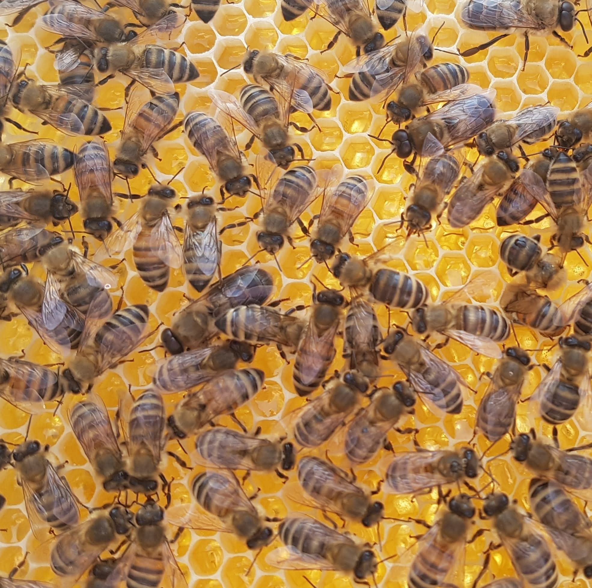 Miód leśny z wlasnej pasieki 0.9l