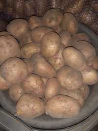 Продам посадкову картоплю