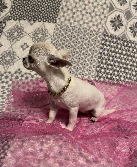 Śliczna biała suczka Chihuahua mini krótkowłosa
