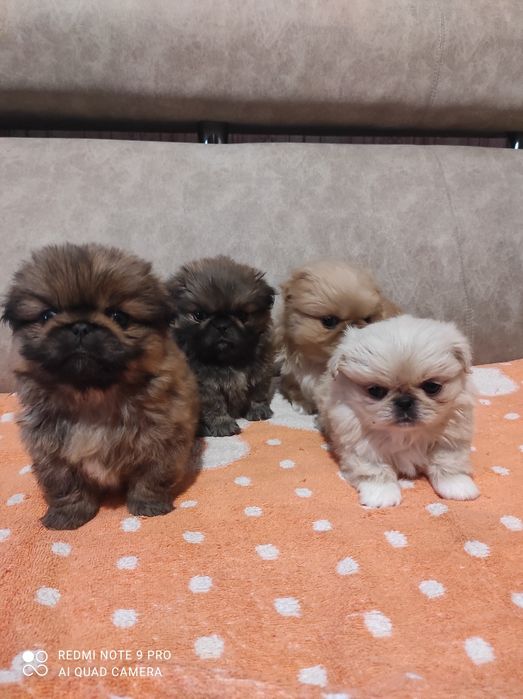 Продам маленьких пекінесиків чистокровні