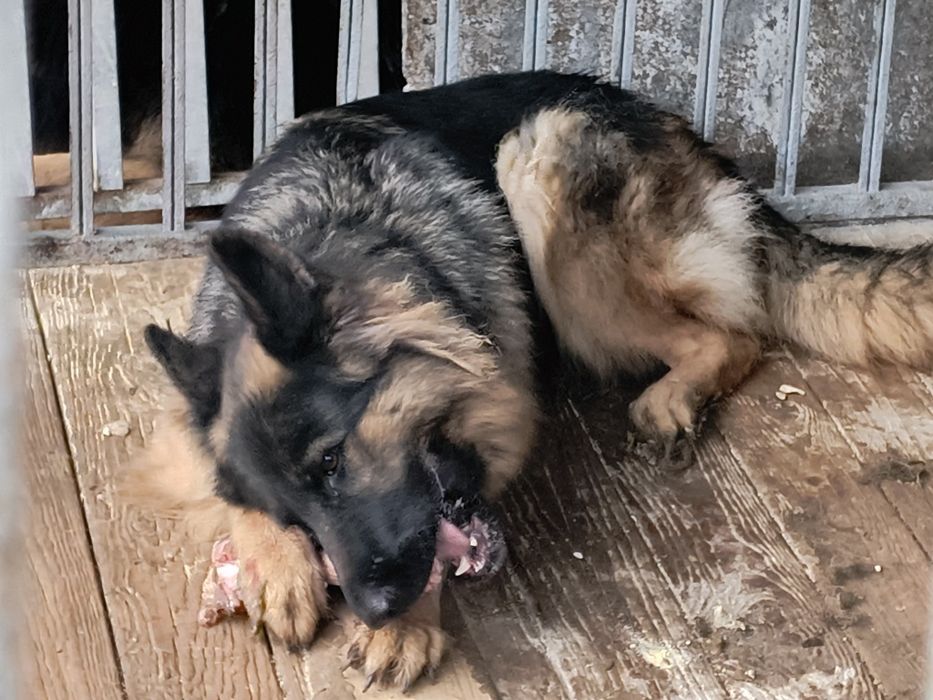 Owczarek niemiecki długowłosy