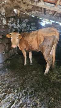 Vaca galega/minhota