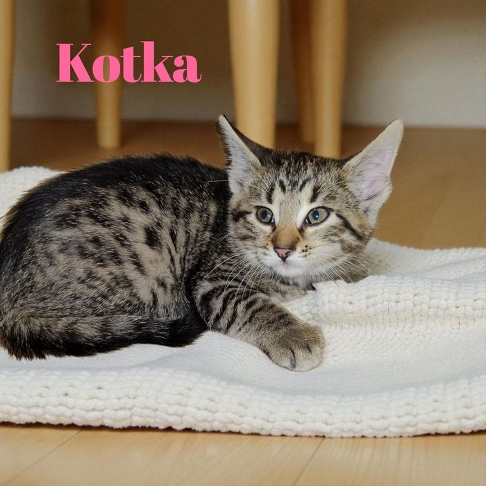 Kocięta szukają domków