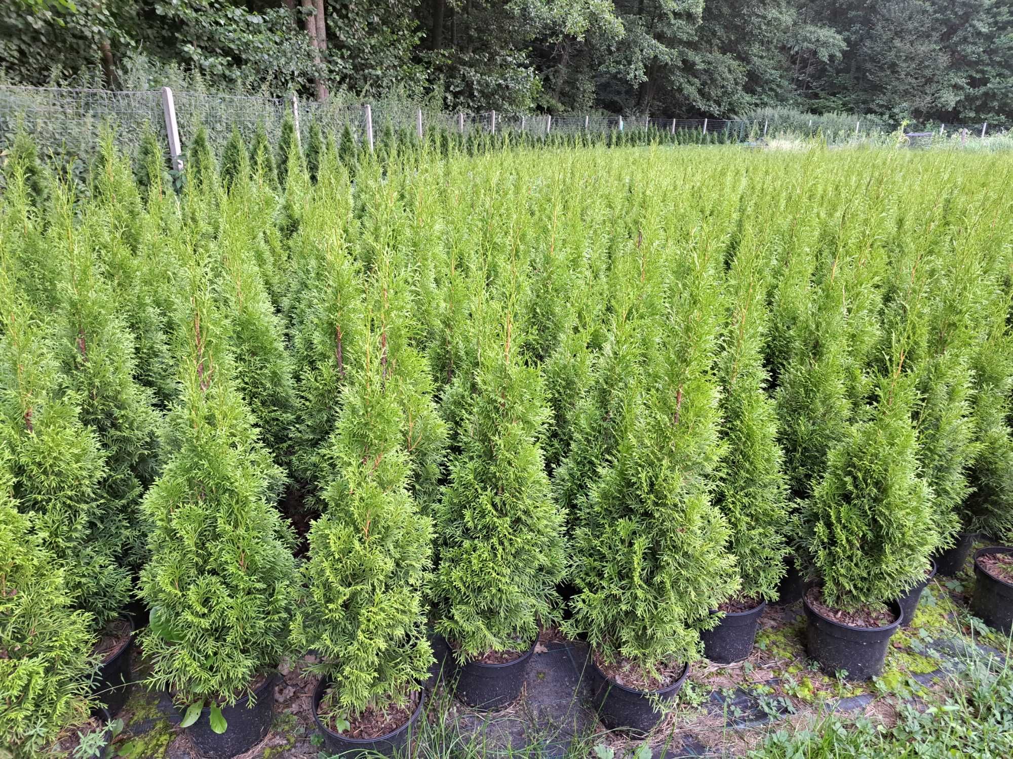 Tuja SZMARAGD 100-120cm w doniczce 5l - Biały Bór k/Grudzìądza