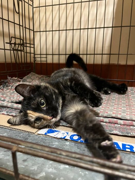 Кошеня дівчинка 5-6 міс. Трьохмасна. Шукає сімʼю!