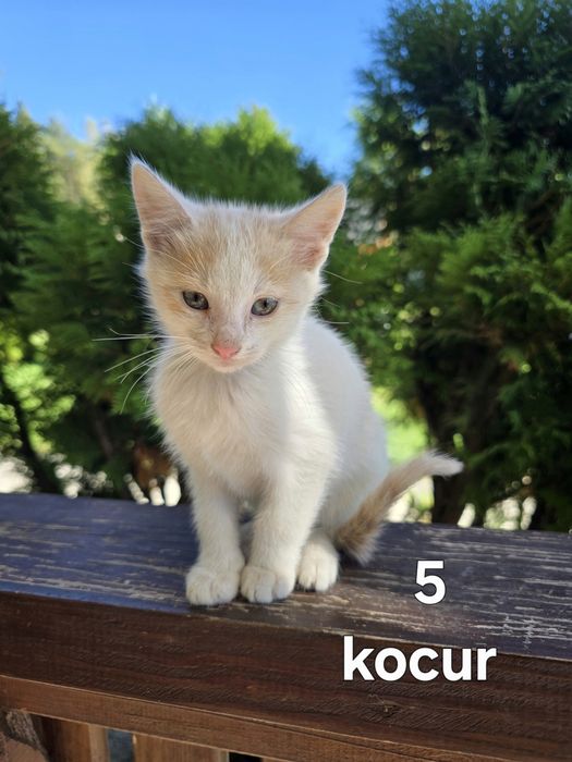 Oddam kotki w dobre ręce