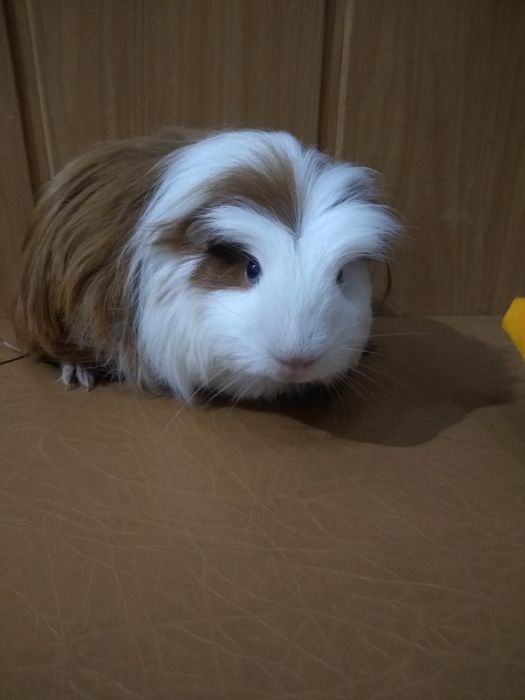 Морские свинки Коронет