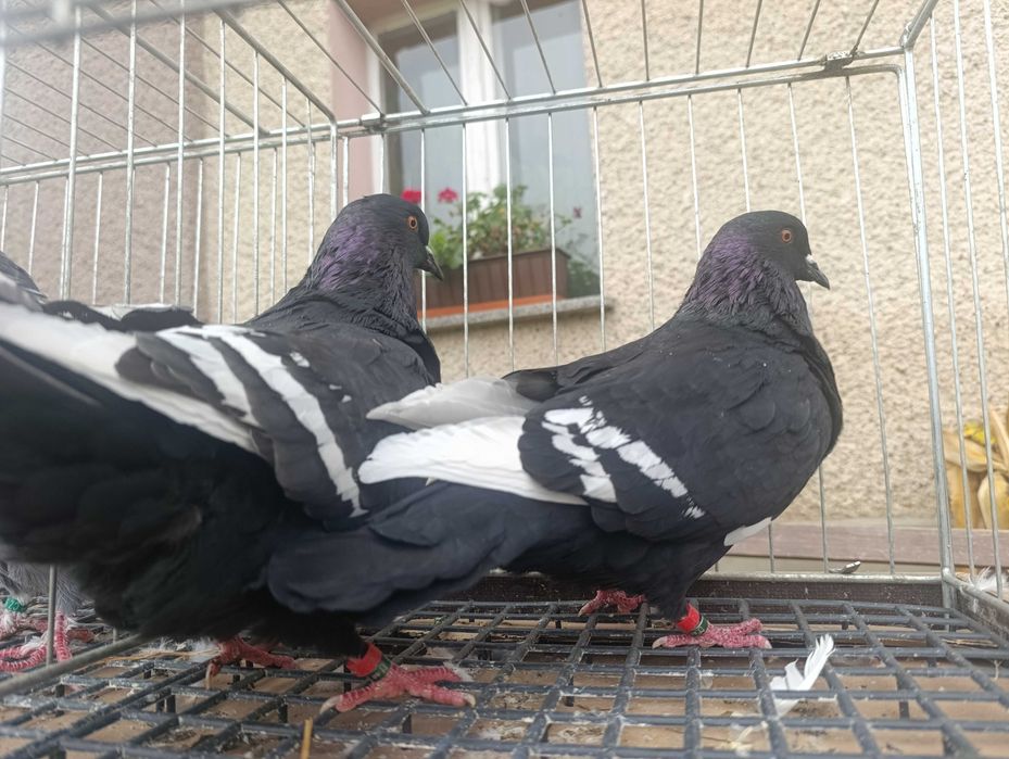 Ryś, rysie czarne, gołębie ozdobne, wysyłam