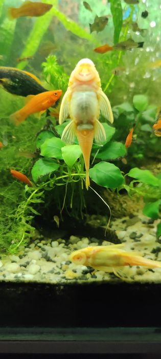 Glonojad albinos samica 10 cm