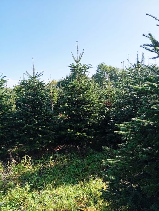 Jodła kaukaska 220-270 STANDARD