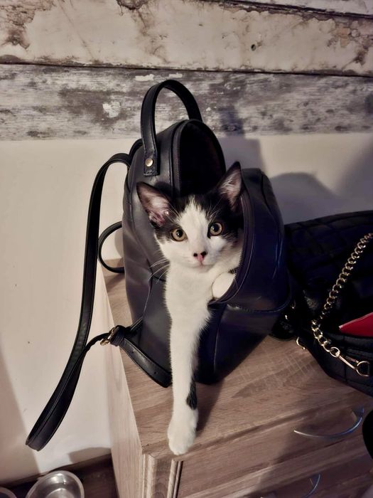 Pepe szuka swojego domu