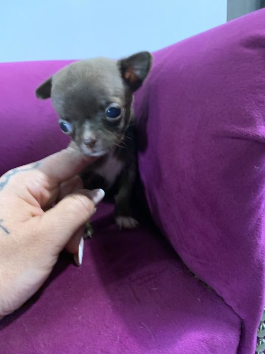 Dziewczynka chihuahua