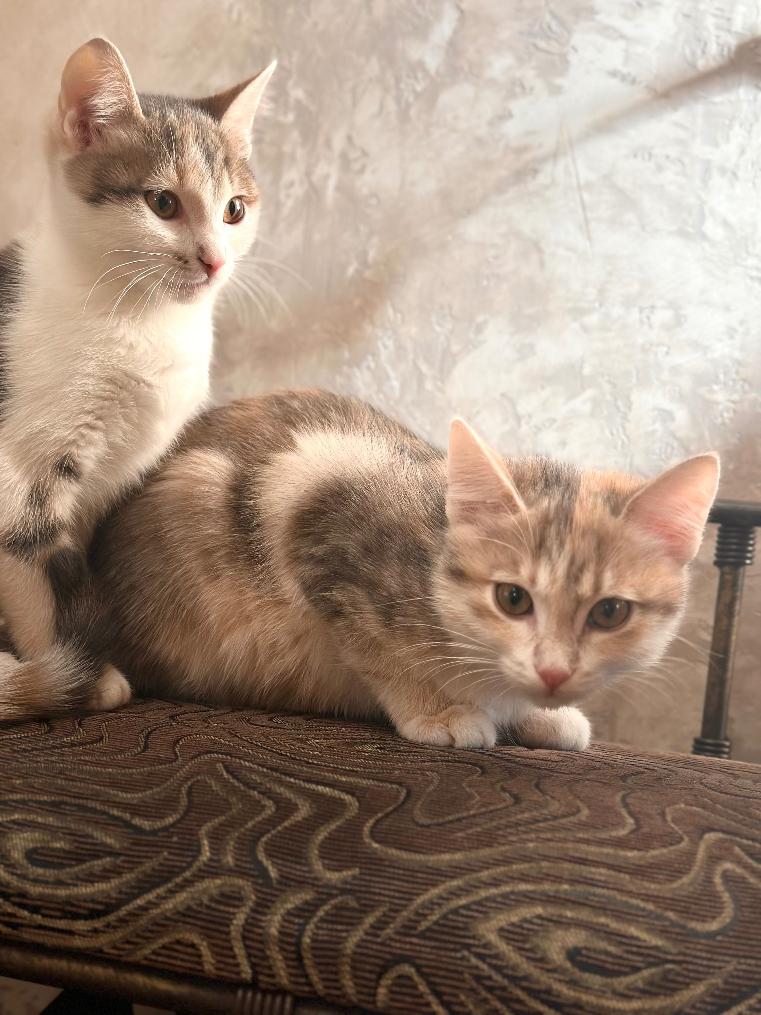 Віддам кошеня в хороші руки
