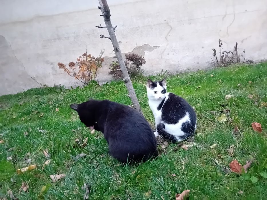 5 miesięczne koty szukają wspaniałych domków