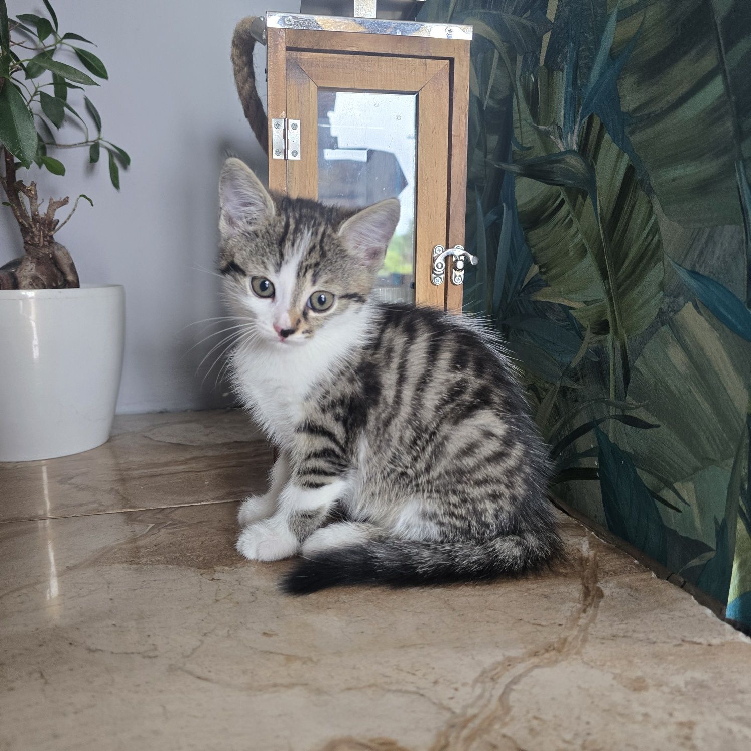 Pilnie oddam kotki ! Dwie kocie dziewczynki szukają nowego domku.
