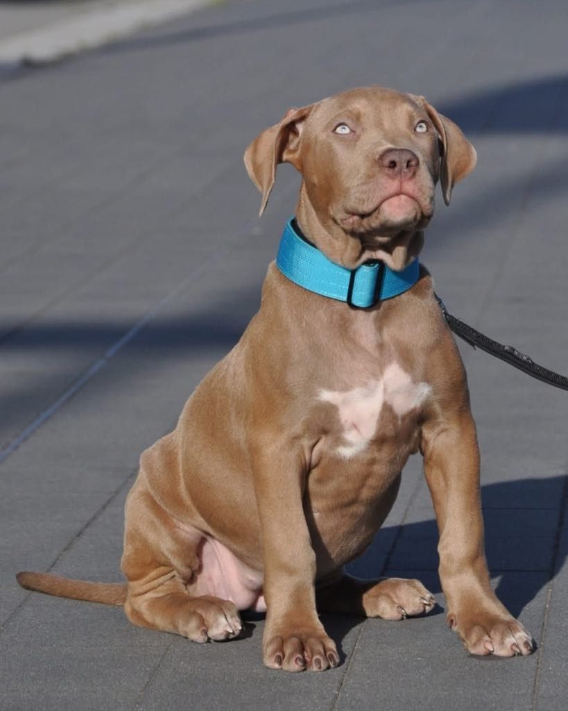 American Bully XL wnuczka Grand Championa Logana!