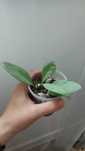 Hoya Nicholsoniae new guinea ghost sadzonki ukorzenione