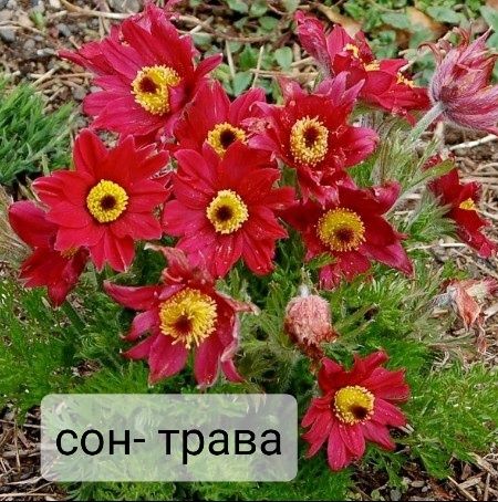 Многолетние цветы ( семена ) , багаторічні квіти насіння
