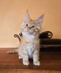 Rudy kocurek Maine Coon