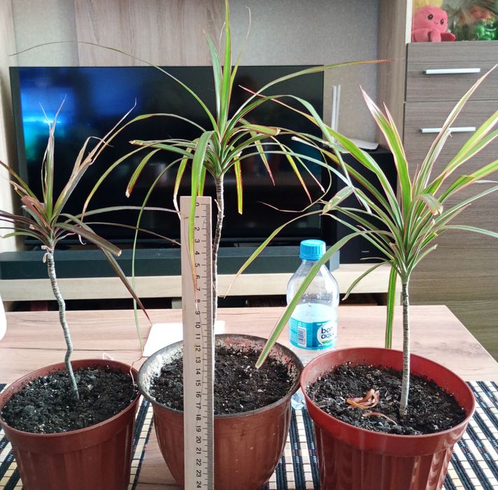 Продам драцены 40 60 80