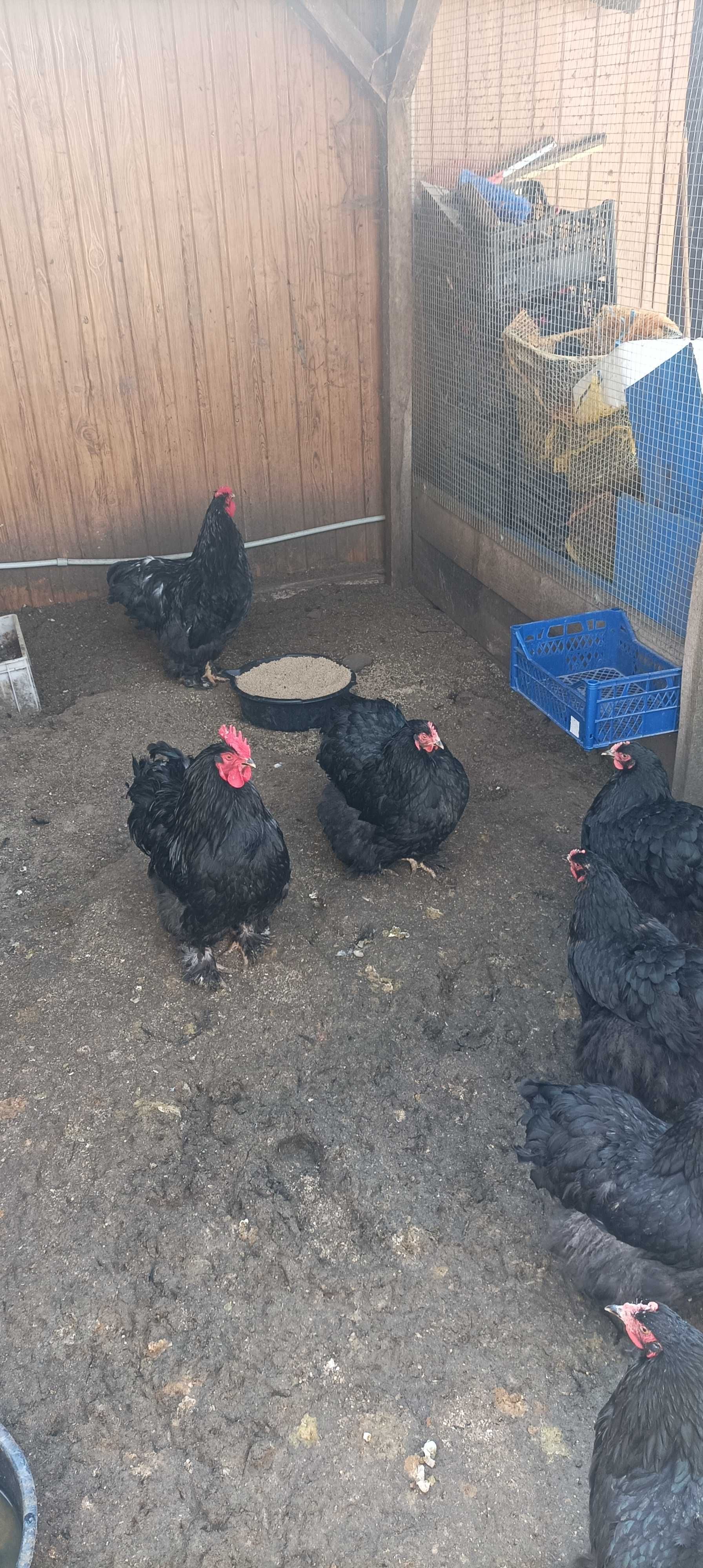 Jaja lęgowe kochin olbrzymi