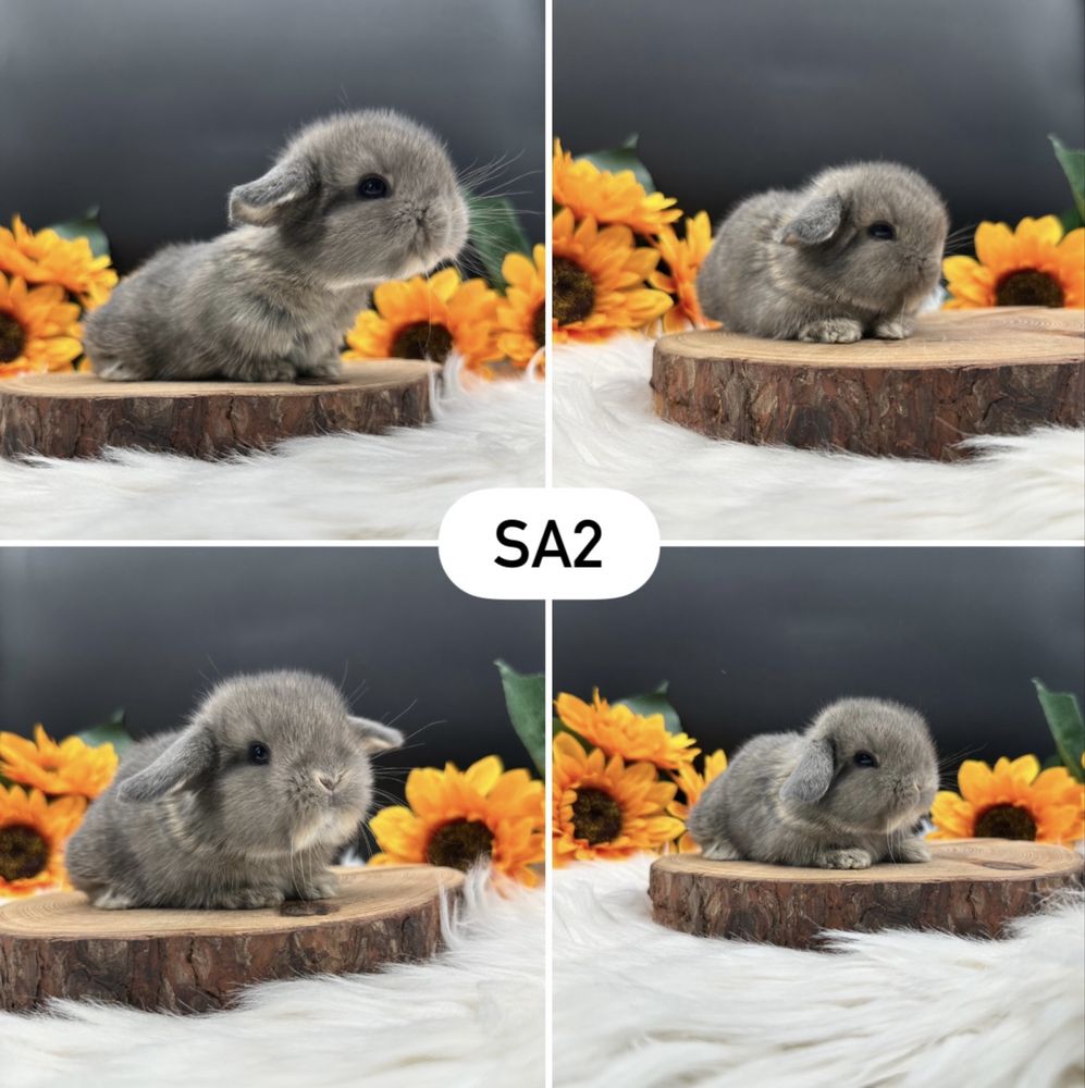 Mini Lop Kroliczek