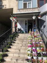 Готовий бізнес квітковий магазин