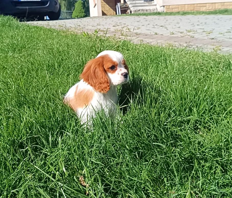 Cavalier King Charles spaniel ZKwP FCI szczenię