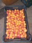 Morele swietokrzyskie