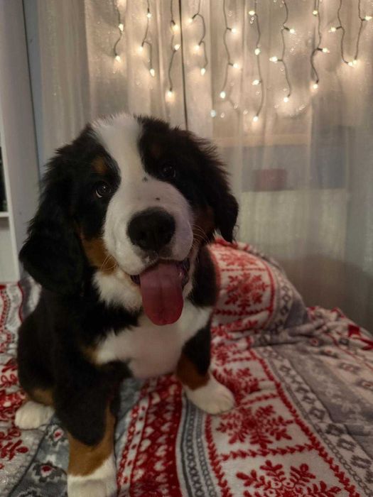 Berneński Pies Pasterski ZkwP oddział Wrocław/FCI