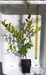 Eugénia Myrtifolia Newport