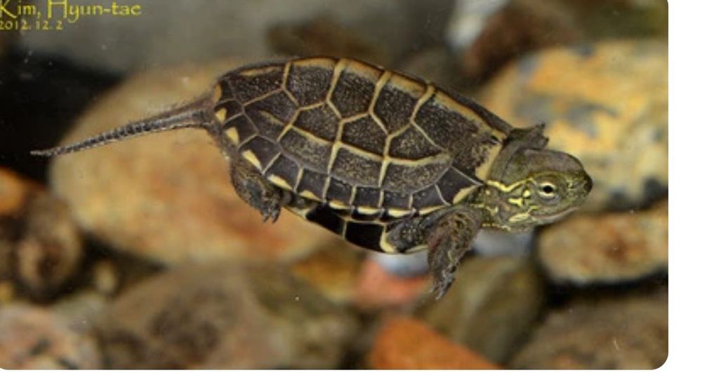 Żółw chiński za darmo.