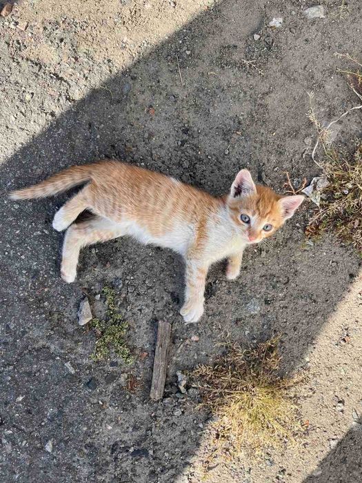 Кошенята у добрі руки, хлопчики та дівчата
