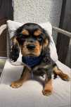 Cavalier King Charles Spaniel piesek.