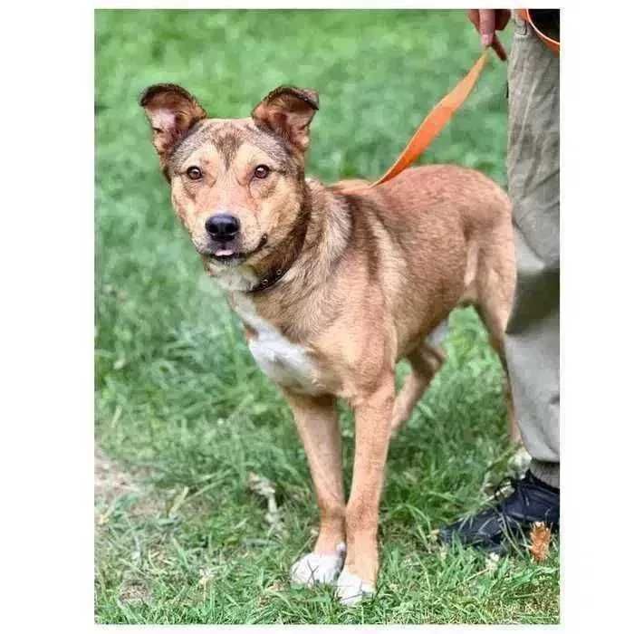 Ищет дом! Красивый пес, контактный, активный