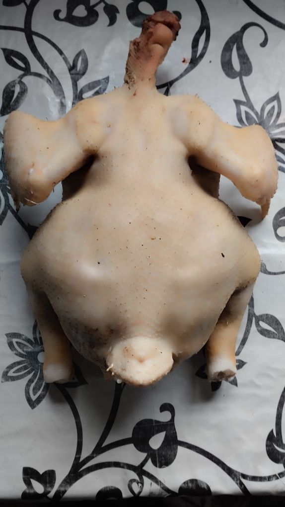 Домашня курка, м'ясо бройлерів