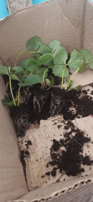 Саджанці Полуниці Розсада Малини Плодові дерева Саженцы Клубники