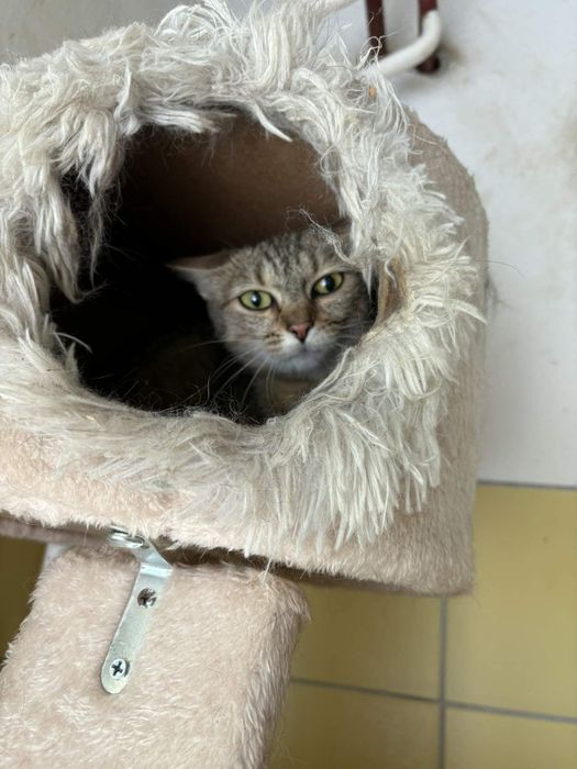 Kotunia Mirotka prosi o domek