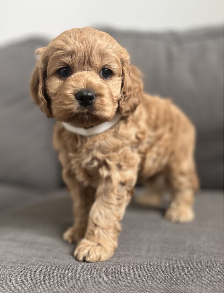 Słodka suczka American cockapoo - cocker & pudel