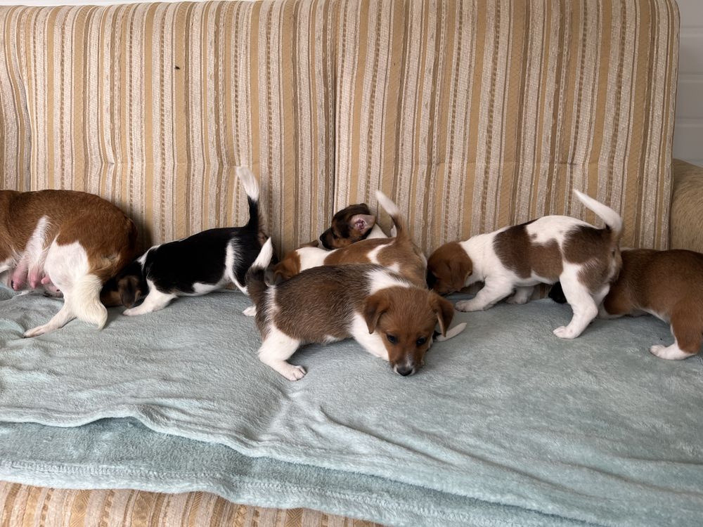 Jack Russel Terrier szczeniak z rodowodem