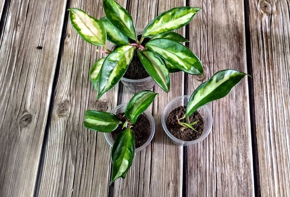 Hoya Carnosa Exotica